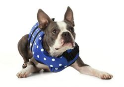 Picture of Seachoice DV-XXS-86260 Seachoice 86260 Dog Life Vest - Blue Polka Dot, XXS