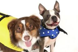 Picture of Seachoice DV-L-86340 Seachoice Dog Life Vest - Yellow, Lg